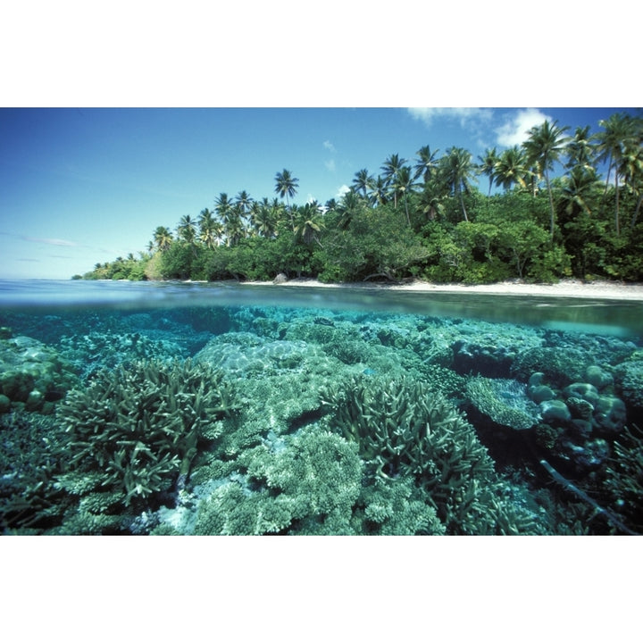 Micronesia Caroline Islands Pohnpei Over/Under Of Hard Coral Reef At Ant Atoll Poster Print Image 2