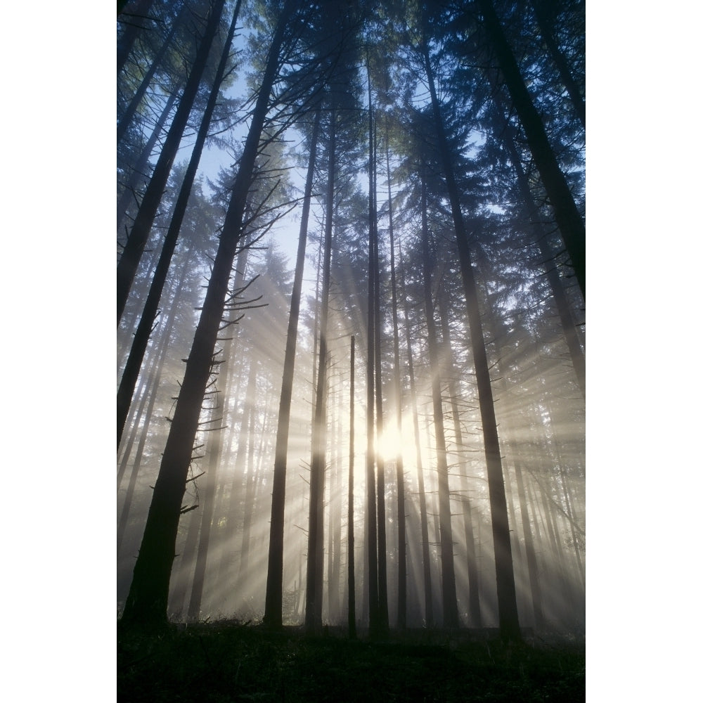 Oregon Eugene Spencer Butte Park Fog Sunburst Trees In Forest A25H Poster Print Image 2