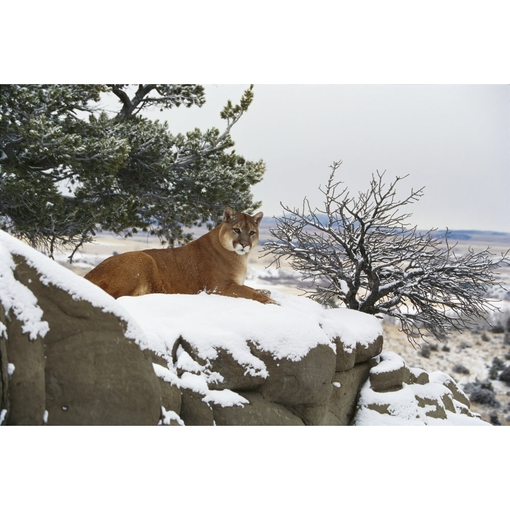 Montana Mountain Lion Resting In Day Bed Winter Snow A52G Poster Print Image 2