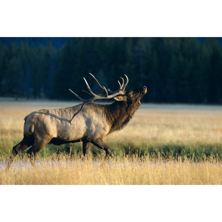 Wyoming Yellowstone National Park Elk Bull Bugling In Rut Side Full Length View A52F Print Image 1