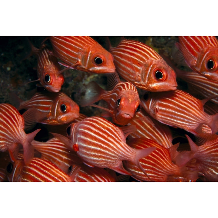 School Hawaiian Squirrelfish Endemic Many Close-Up A84C Poster Print Image 1