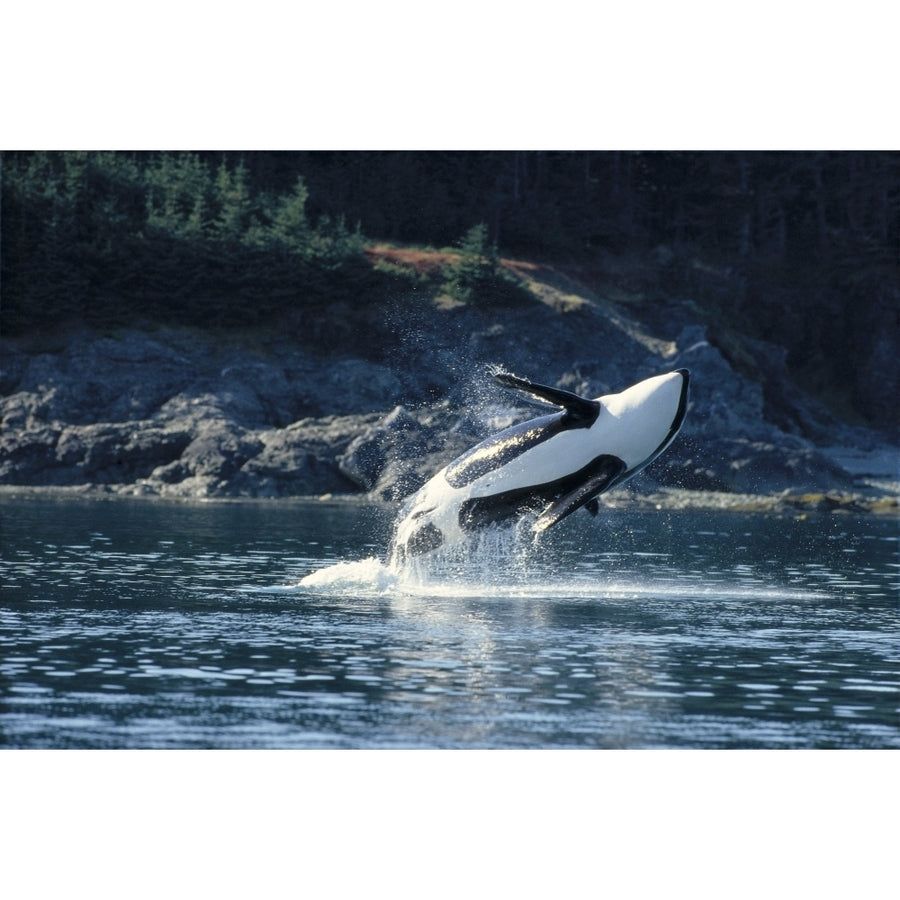 Alaska Inside Passage Orca Breaches Full Length Underside View A95C Poster Print Image 1