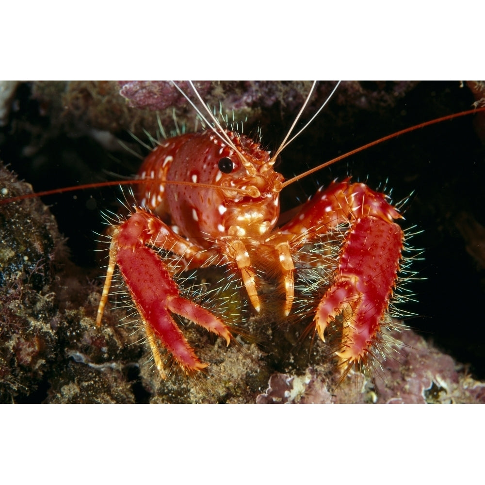 Hawaiian Lobster Front View A89G Poster Print Image 1