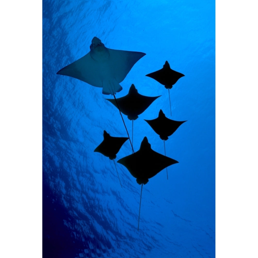 [Dc] Galapagos Six Spotted Eagle Rays View From Below B1924 Poster Print Image 2