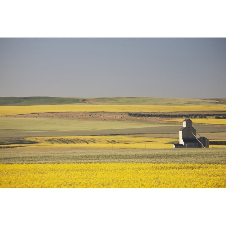 One Old Wooden Grain Elevator At Sunrise With Flowering Canola Fields In The Foreground And Background; Mosleigh Albert Image 1