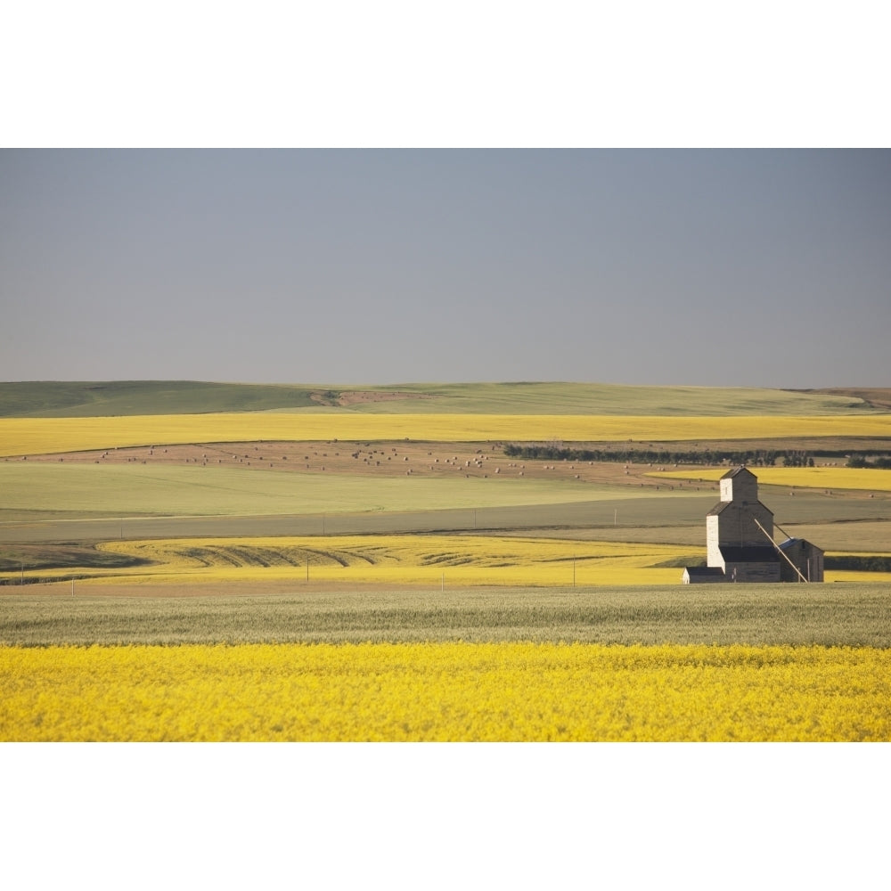 One Old Wooden Grain Elevator At Sunrise With Flowering Canola Fields In The Foreground And Background; Mosleigh Albert Image 2