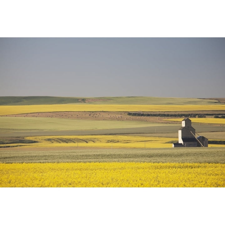 One Old Wooden Grain Elevator At Sunrise With Flowering Canola Fields In The Foreground And Background; Mosleigh Albert Image 1