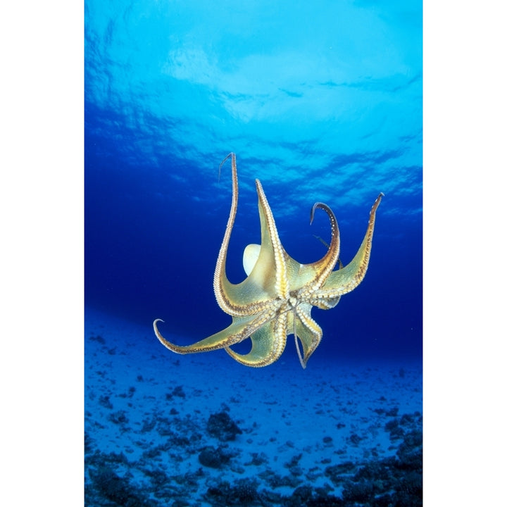 Hawaii Day Octopus Midwater With Sunburst Underside B1935 Poster Print Image 2