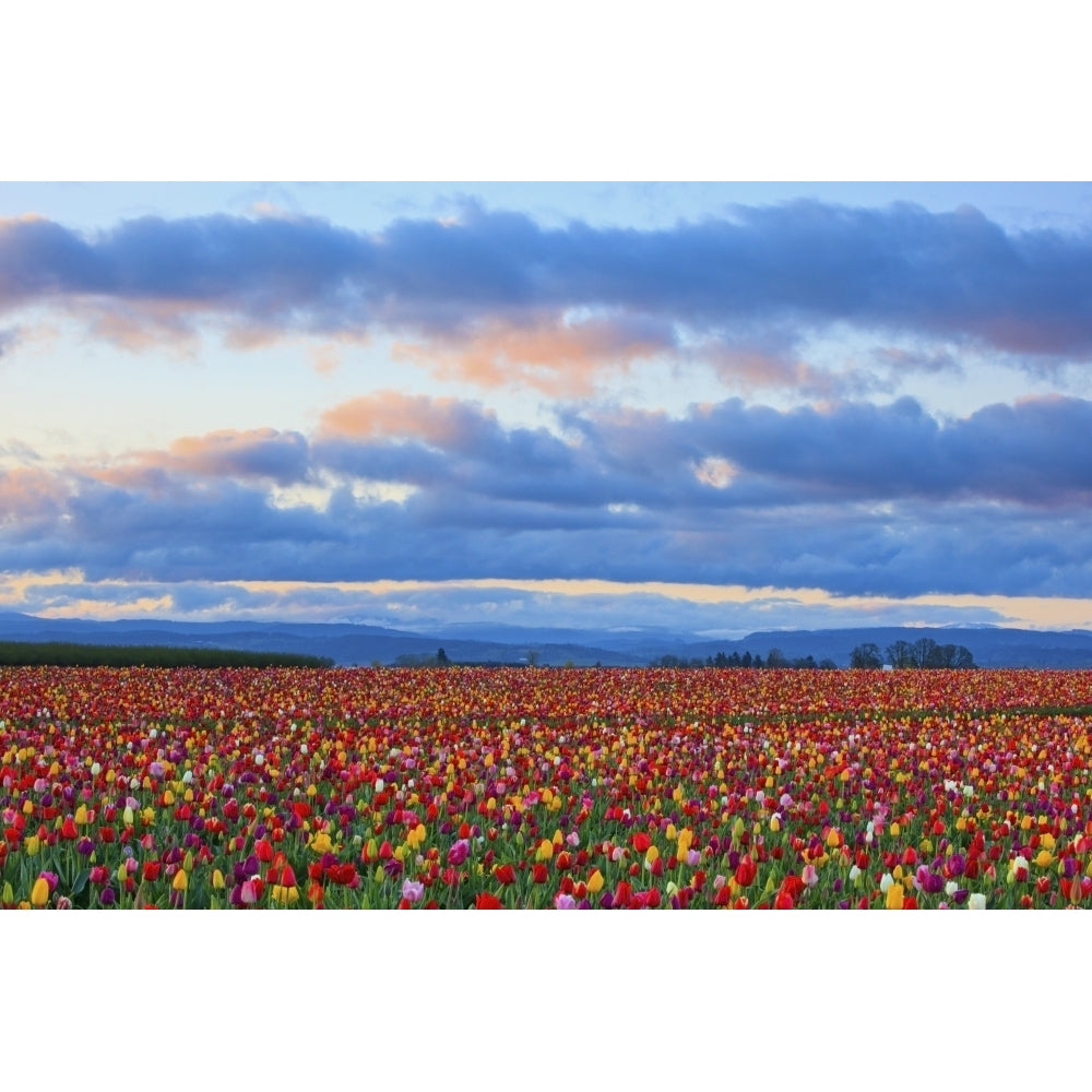 Sunrise Over A Tulip Field At Wooden Shoe Tulip Farm; Woodburn Oregon United States of America Poster Print Image 1