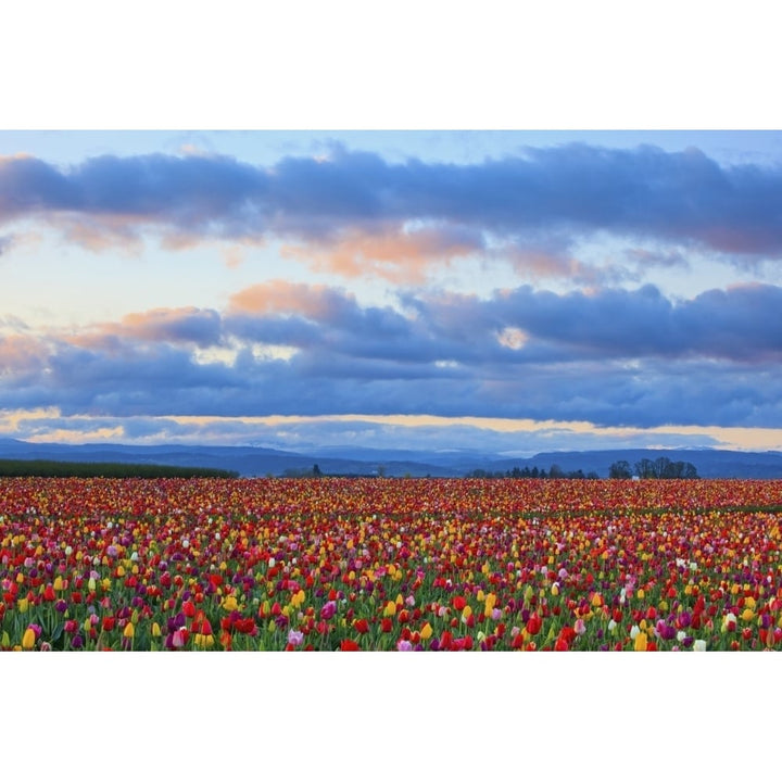 Sunrise Over A Tulip Field At Wooden Shoe Tulip Farm; Woodburn Oregon United States of America Poster Print Image 1