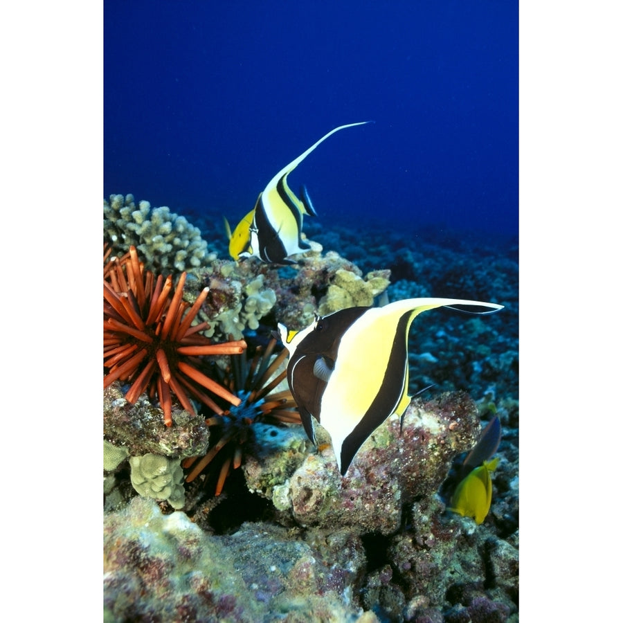 Hawaiian Reef Scene Moorish Idol Slate Pencil Sea Urchin And Reef Fish C1959 Poster Print Image 1