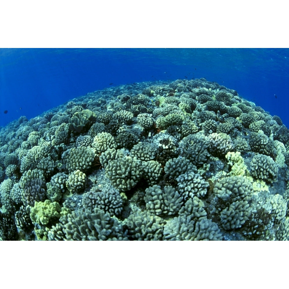 Hawaii Cauliflower Coral With Surface Reflections C1939 Poster Print Image 2