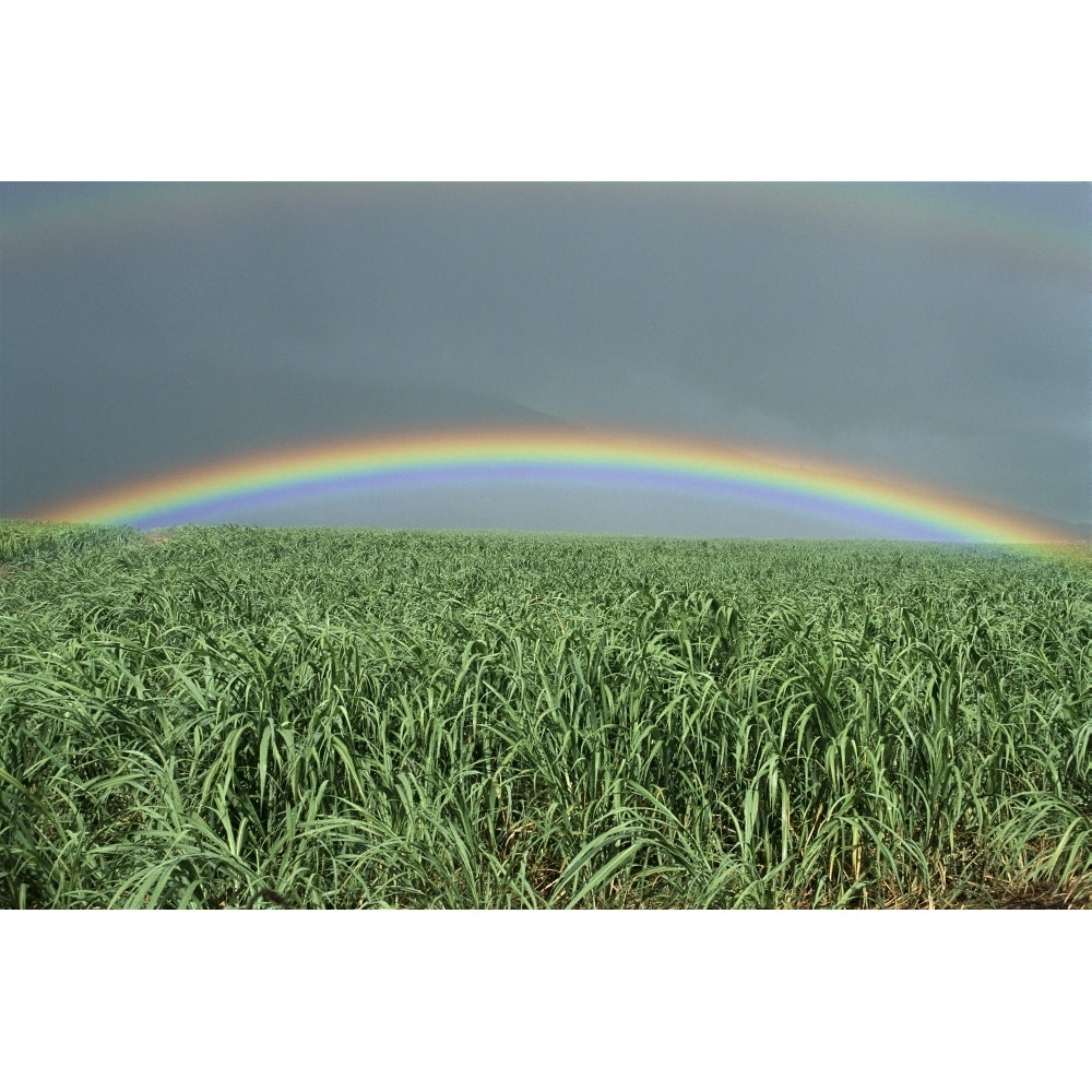 Hawaii Brilliant Rainbow Over Fields Of Sugarcane Misty Skies In Background C1716 Poster Print Image 1