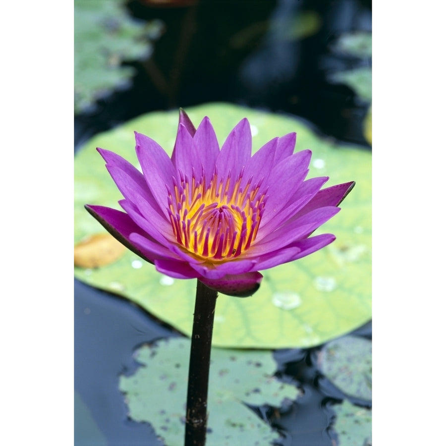 Single Water Lily Blossom On Plant Lily Pad With Water Droplets Atop C1655 Poster Print Image 1