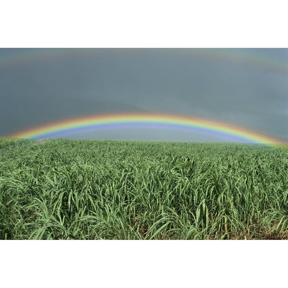 Hawaii Brilliant Rainbow Over Fields Of Sugarcane Misty Skies In Background C1716 Poster Print Image 1