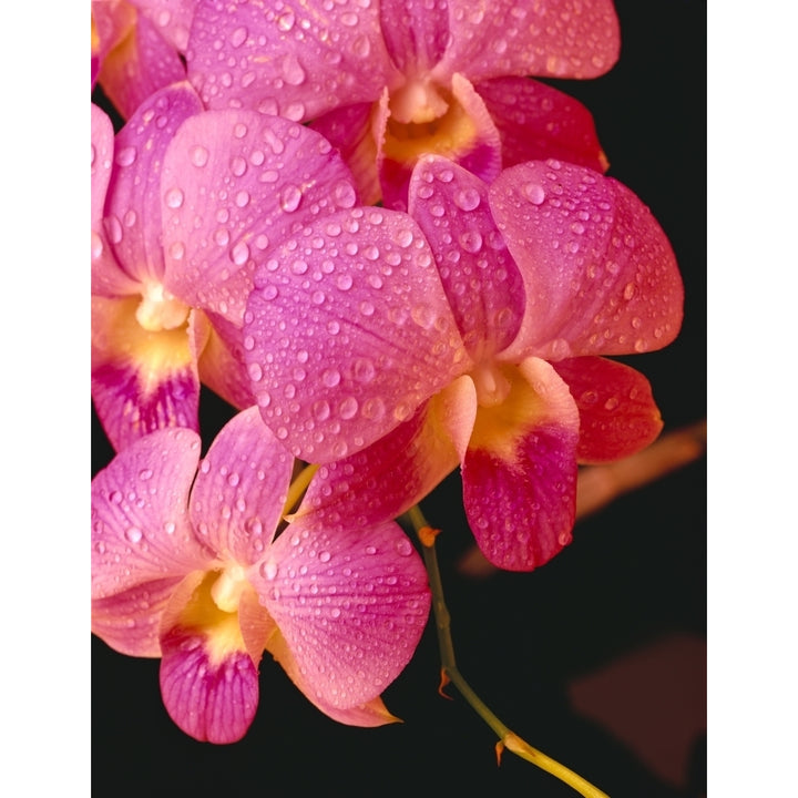 Close-Up Of Purple Vanda Orchid Flowers On Plant Dew Water Droplets Studio C1664 Poster Print Image 1