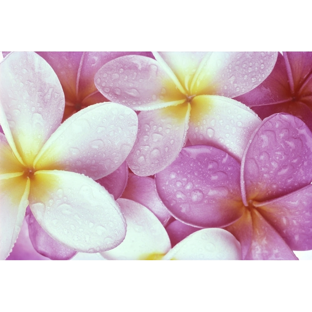 Close-Up Of Pink Plumeria Flowers With Yellow Centers Water Droplets C1673 Poster Print Image 2