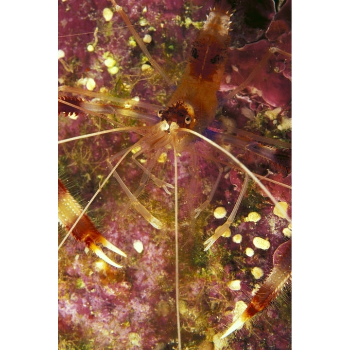 Hawaii Banded Coral Shrimp Close-Up Magnified View D1811 Poster Print Image 1