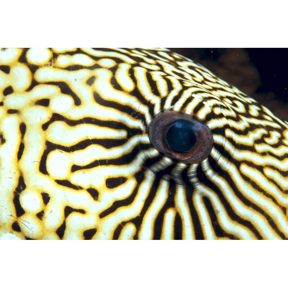 Extreme Close-Up Of The Eye Of A Map Pufferfish Poster Print Image 1