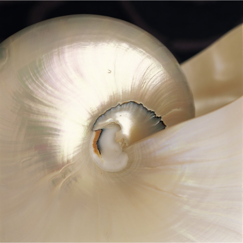 Extreme Close-Up Nautilus Shell Iridescent Color Texture Shiny Poster Print Image 2