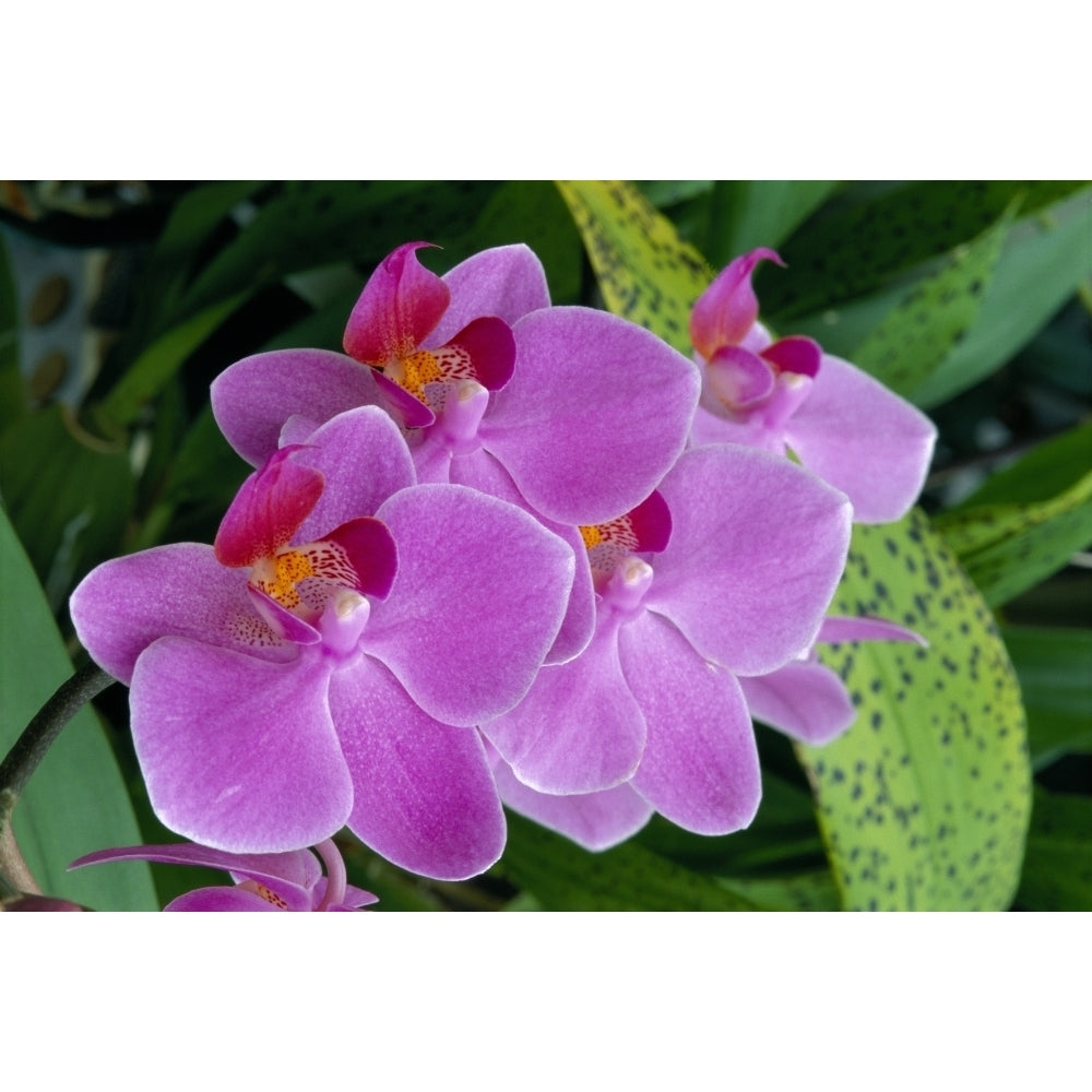 Bunch Of Lavender Colored Orchids On Plant Outdoors Poster Print Image 1