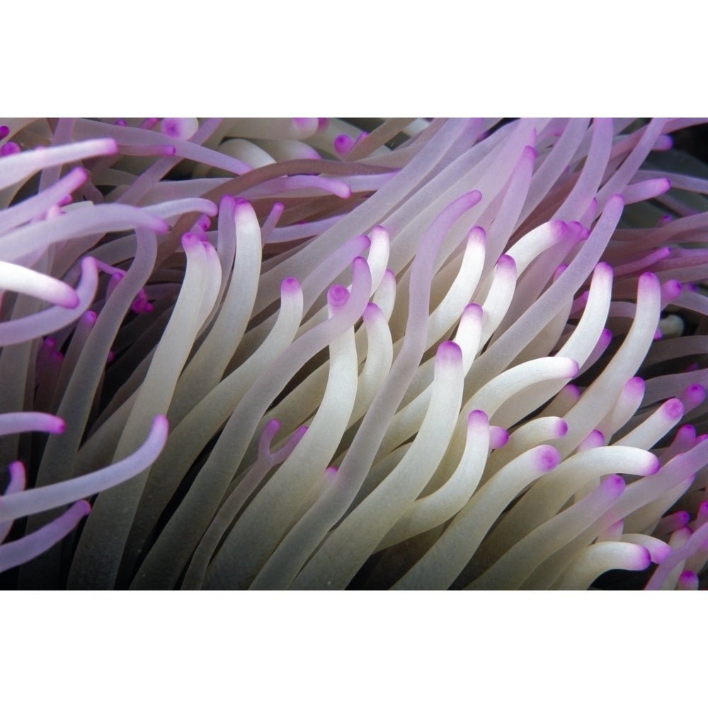 Micronesia Close-Up Detail Anemone Tentacles White Purple Tips Poster Print Image 2