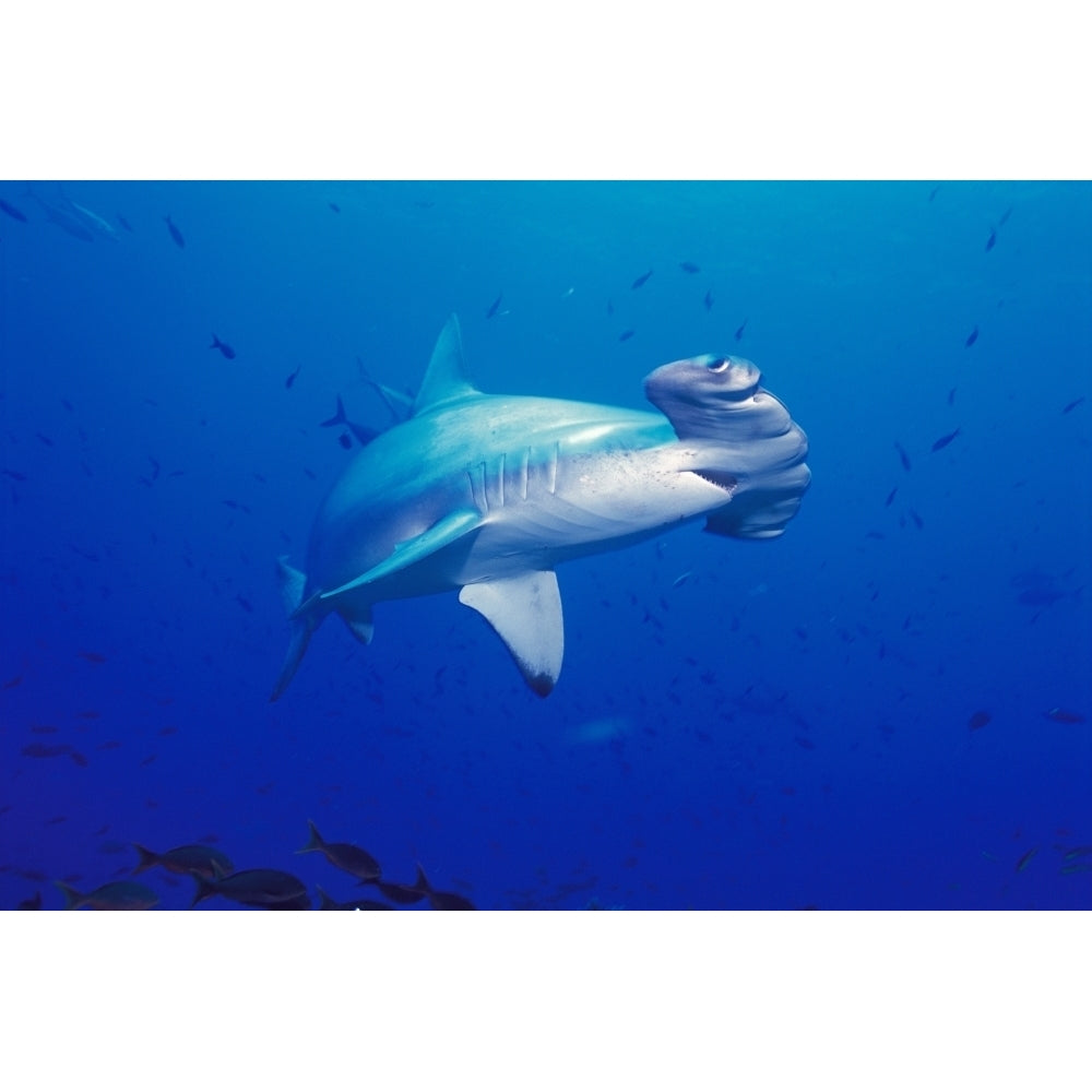 Galapagos Islands Close-Up Scalloped Hammerhead Shark Mouth Open Small Fish Wolf And Darwin Islands Image 1