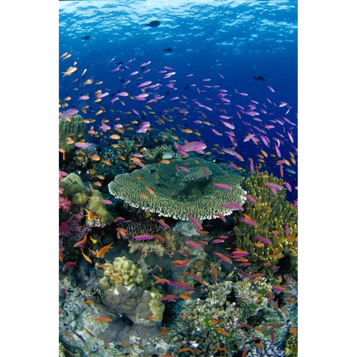 Fiji Hard Coral Reef Scene With School Lyretail Anthias Surface Visible Print Image 1