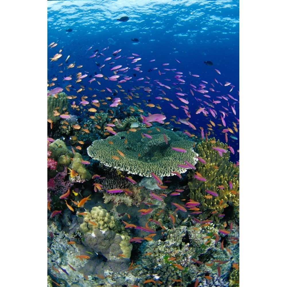 Fiji Hard Coral Reef Scene With School Lyretail Anthias Surface Visible Print Image 2