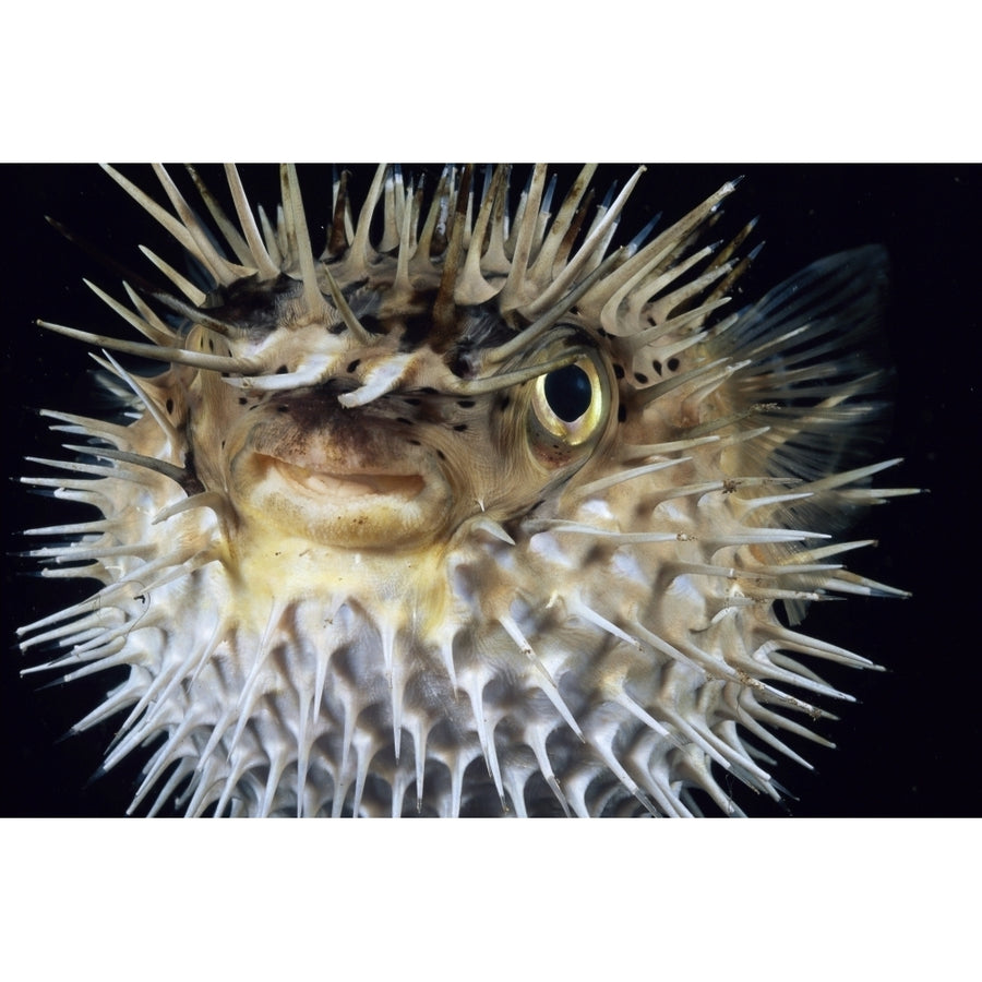 Hawaii Spiny Puffer Close-Up With Mouth Open Black Background Poster Print Image 1