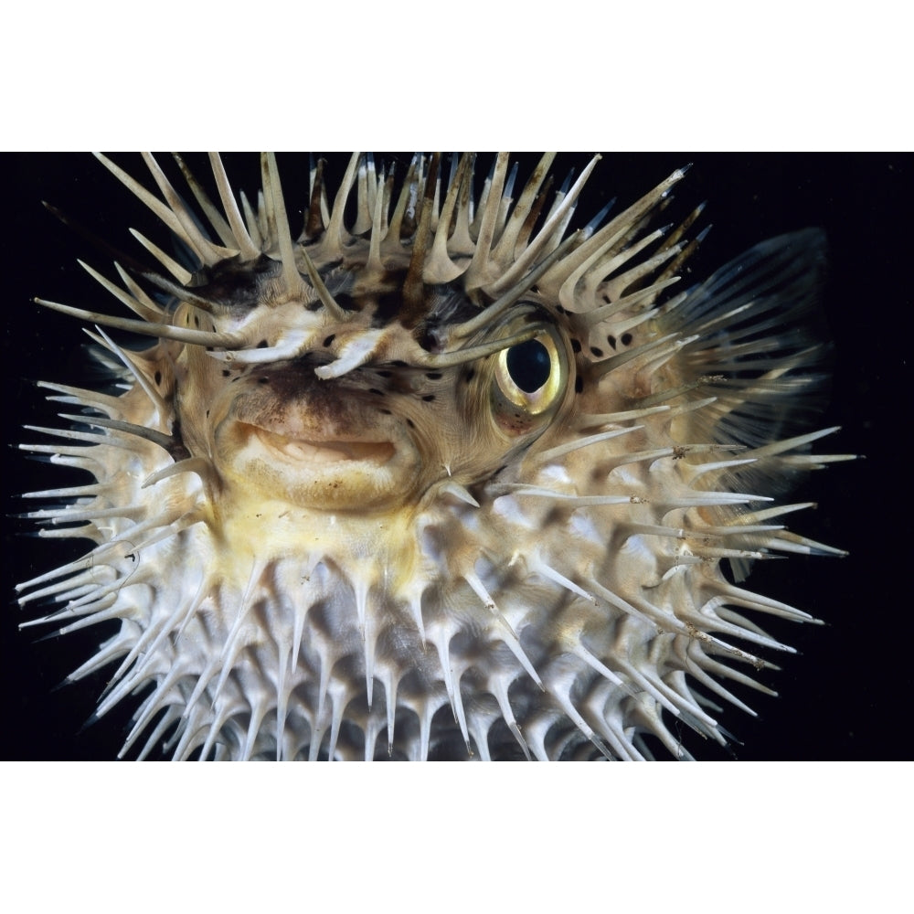 Hawaii Spiny Puffer Close-Up With Mouth Open Black Background Poster Print Image 2