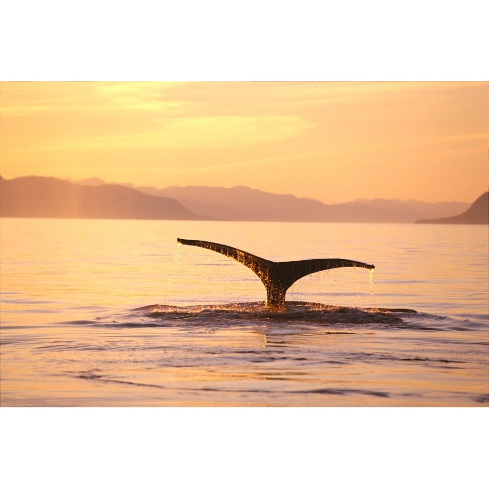 Alaska Frederick Sound Humpback Whale Fluke At Sunset Poster Print Image 1