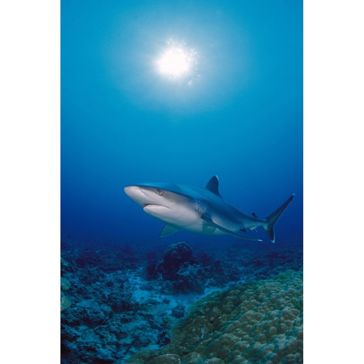 Thailand Silvertip Shark Over Reef Sunburst Poster Print Image 1