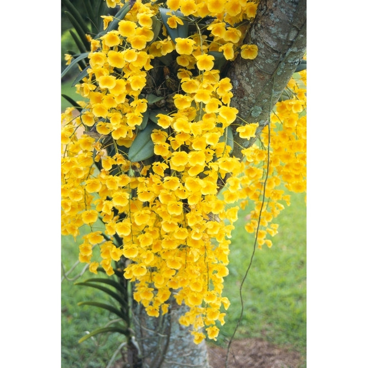 Hawaii Kauai Lawai V. Mable Mae Kamahele Yellow Orchids Draping Down From Tree Poster Print Image 1