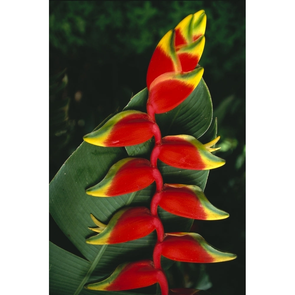 Detail Of Hanging Heliconia Against Leaf Bright Contrasting Colors Poster Print Image 1