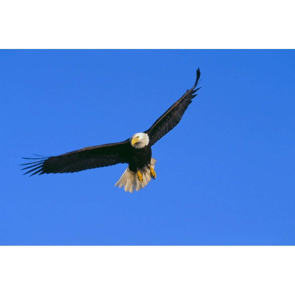 Alaska Inside Passage View Of A Bald Eagle In Flight Hunting Poster Print Image 2