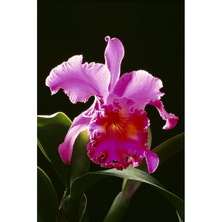 Studio Shot Of Single Purple Cattleya Orchid On Plant Black Background Poster Print Image 1