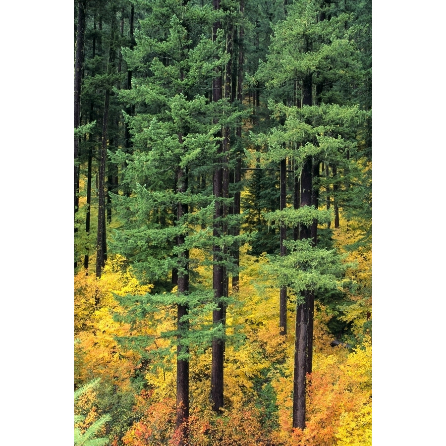 Oregon Cascade Mountain Range Pine Trees And Fall Colors Poster Print Image 1