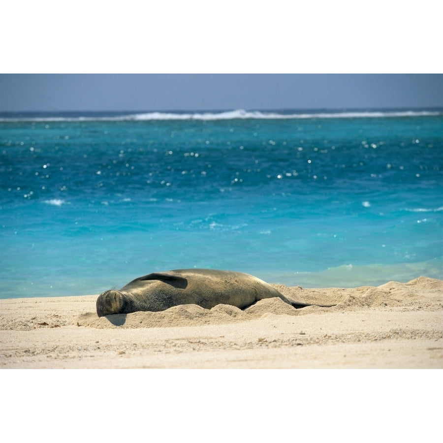 Midway Atoll Hawaiian Monk Seal Laying In Sand With Eyes Closed Turquoise Ocean Background Poster Print Image 1