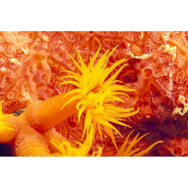 Detailed View Of Orange Tube Coral Poster Print Image 2