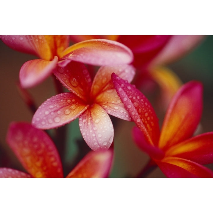 Hawaii Maui Close-Up Of Dark Pink Yellow Plumeria Flowers On Plant Wet Dewdrops Poster Print Image 2