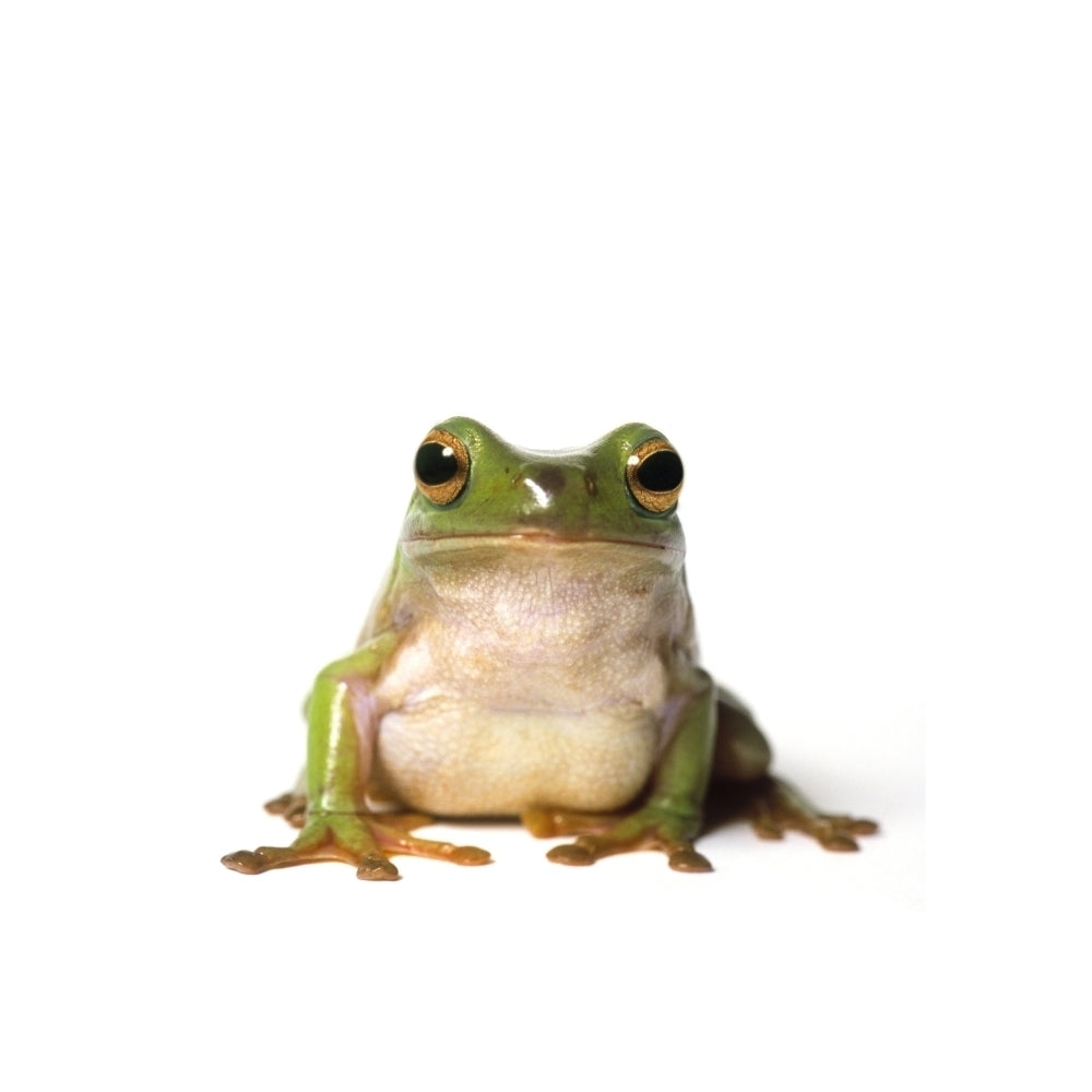 Fl6513 Natural Moments Photography; Curious Green Frog Peering At Camera White Background Poster Print Image 1