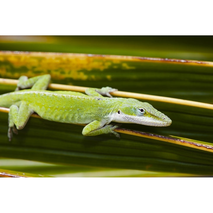 Hawaii Green Anole Lizard Clings To A Palm Frond. Poster Print Image 1