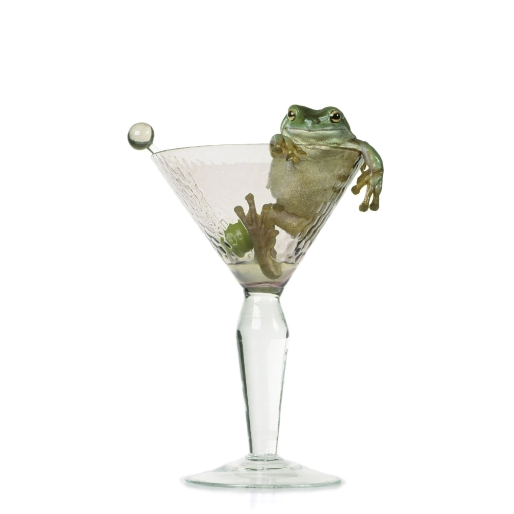 Fl6423 Natural Moments Photography; Drunken Frog In Empty Martini Glass Poster Print Image 1