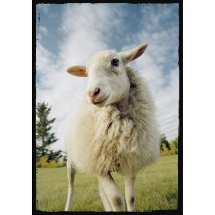 Sheep Sheared With Poodle Cut Poster Print Image 2