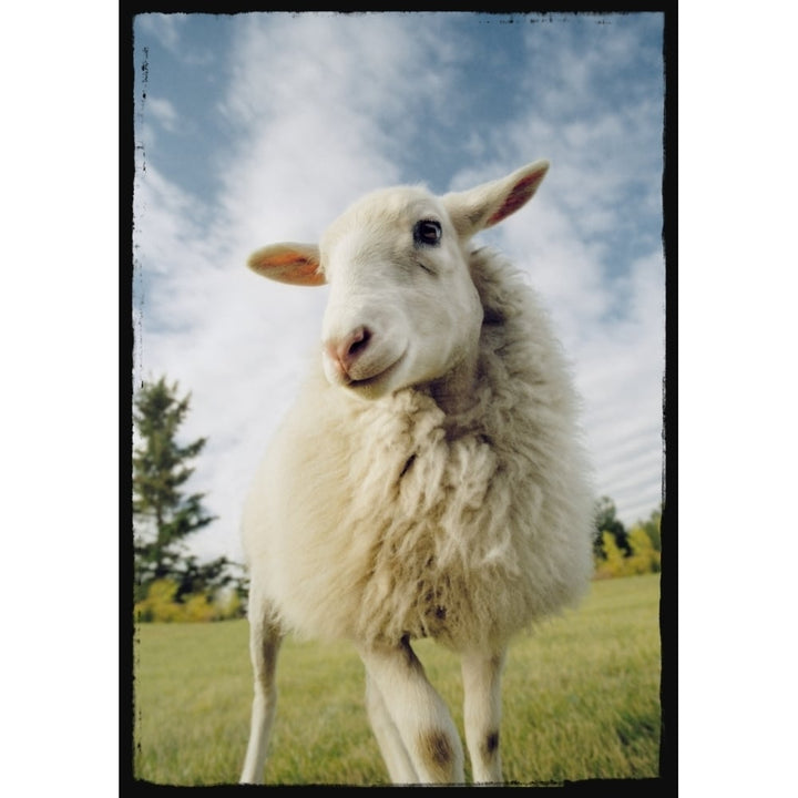 Sheep Sheared With Poodle Cut Poster Print Image 1