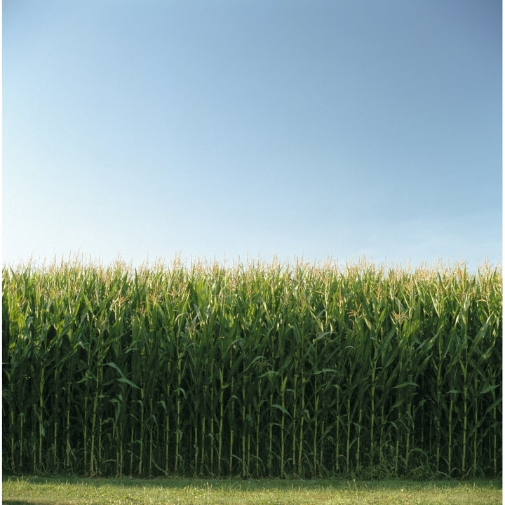 Corn Field And Sky Abbotsford British Columbia Poster Print Image 1