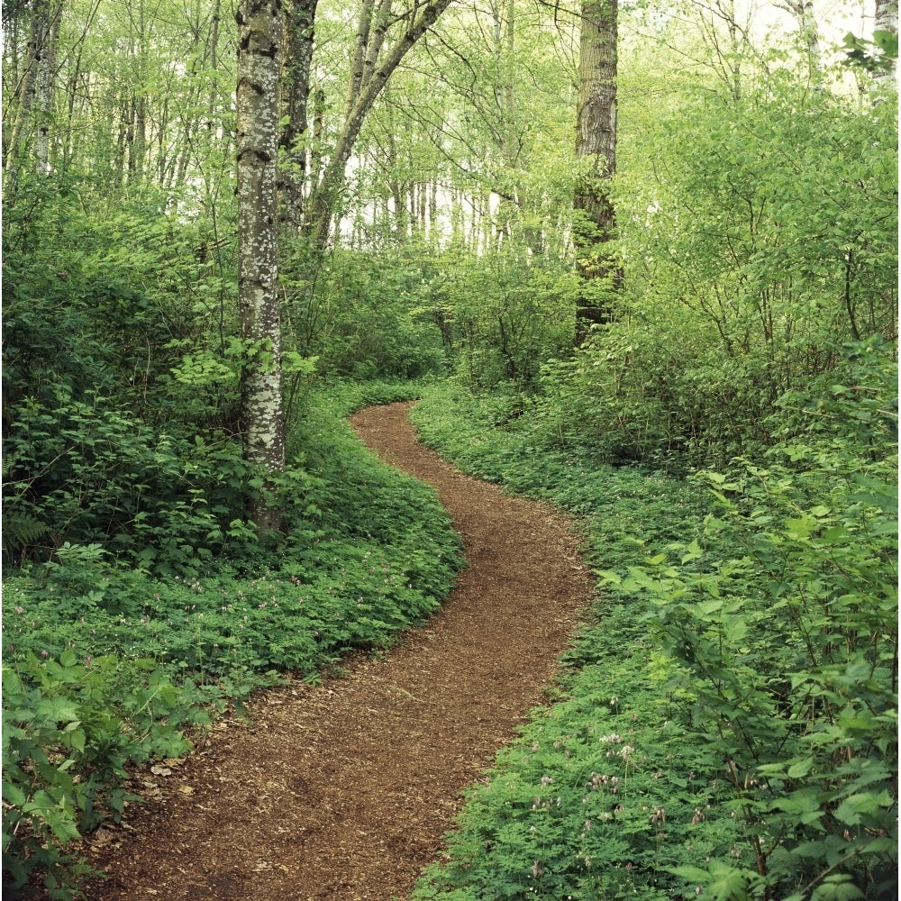 Path Through Woods Poster Print Image 2