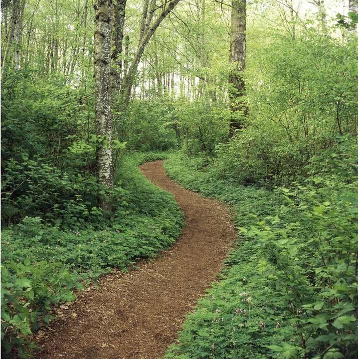 Path Through Woods Poster Print Image 1