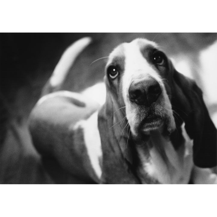 Fv5571 Jean Desy; Basset Hound B/W Poster Print Image 1